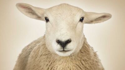 sheep